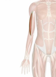 Biceps Brachii Muscle (Long Head)