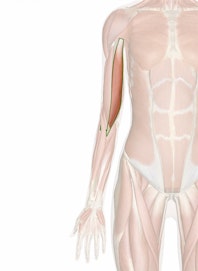 The Short Head of the Biceps Brachii