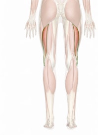 The Long Head of the Biceps Brachii