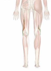 Biceps Femoris Muscle (Short Head)