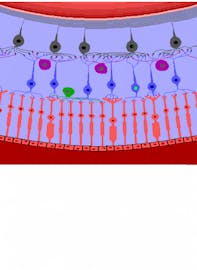 Bipolar Cell