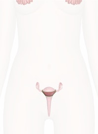 Body (Corpus) of Uterus
