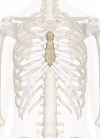 Body of Sternum
