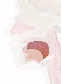 Body of Tongue