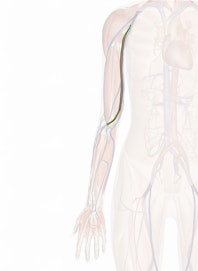 Brachial Artery