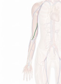 Brachial Vein