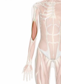 The Brachialis Muscle