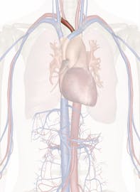 Brachiocephalic Trunk