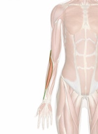 Brachioradialis Muscle