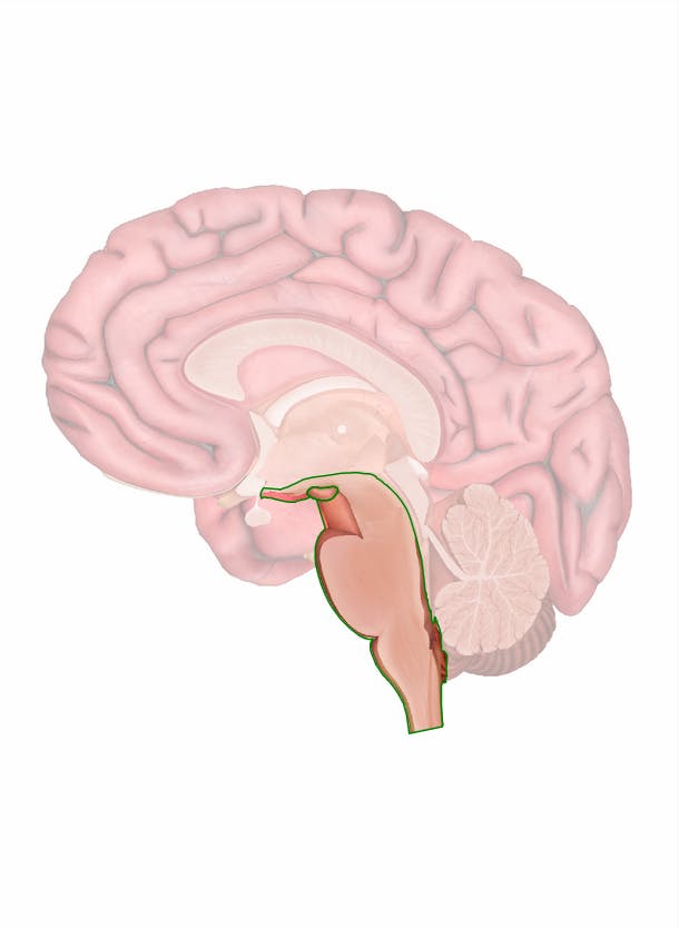brain stem diagram