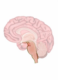 The Brain Stem
