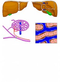 Branch of Hepatic Portal Vein
