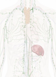 Bronchomediastinal Trunk