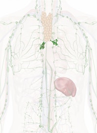 Bronchopulmonary Nodes
