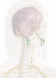 Buccal Nerve