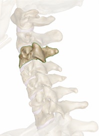 The C3 Vertebra