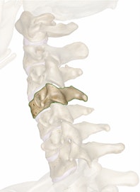 C4 (4th Cervical Vertebra)