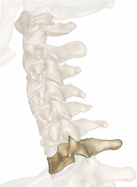 The C7 Vertebra