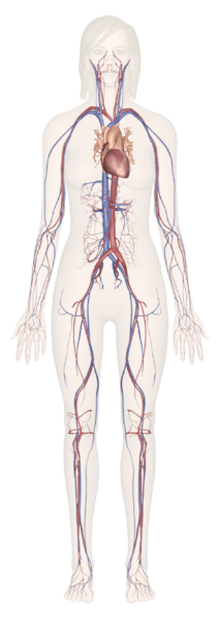 female human body organs diagram
