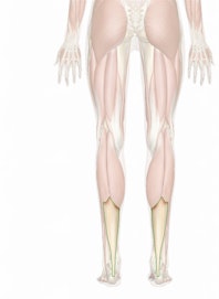 Calcaneal (Achilles) Tendon