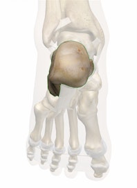 Calcaneus