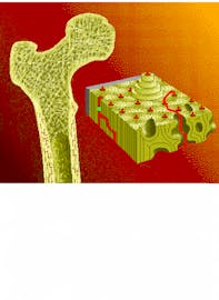 Capillary in Volkmann's Canal