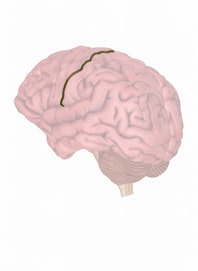 Central Sulcus of Rolando