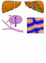 Central Vein