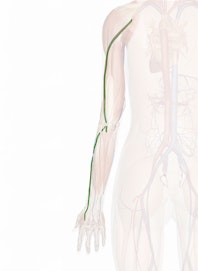 Cephalic Vein