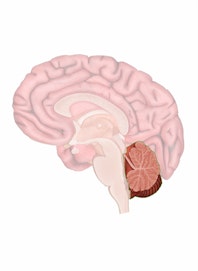 Cerebellum