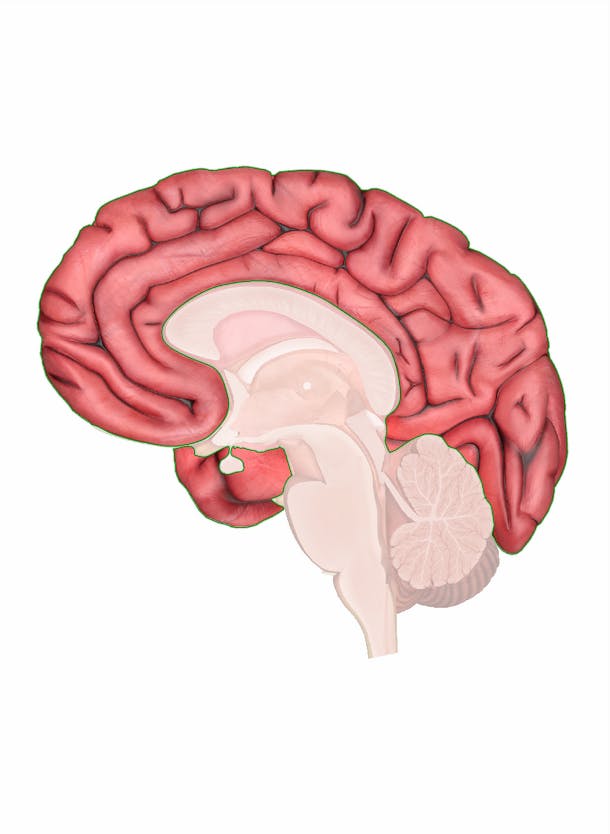 cerebrum dispersio ost