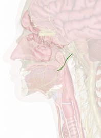 Chorda Tympani Nerve