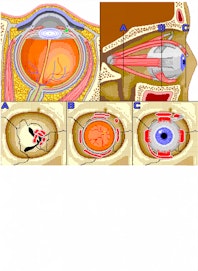 Ciliary Muscle