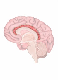 Cingulate Gyrus