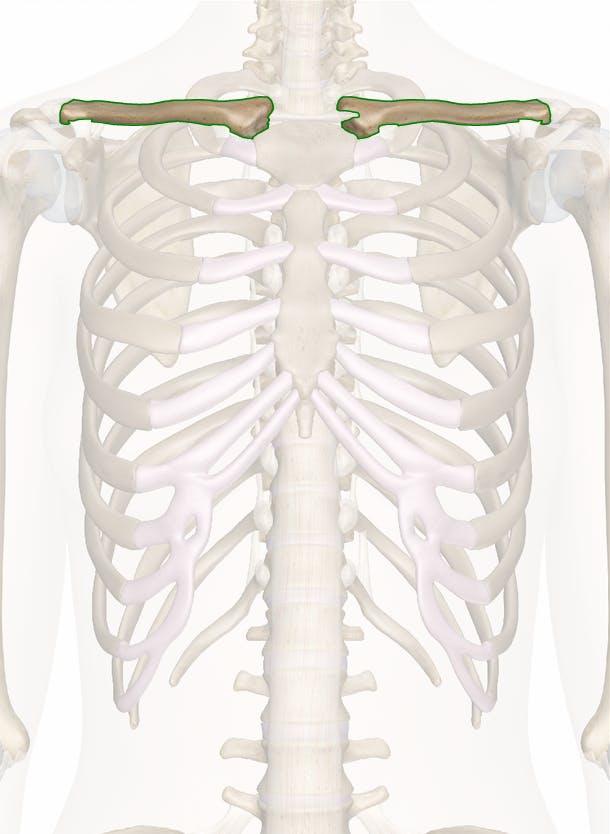 Clavicle (Collarbone) Anatomy