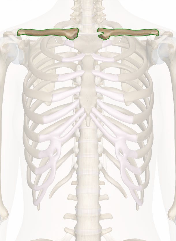 The Clavicles: Anatomy and 3D Illustrations