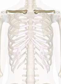 The Clavicle