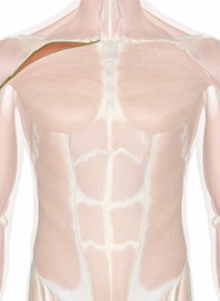 Clavicular Head of Pectoralis Major Muscle
