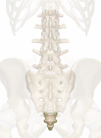 The Coccyx