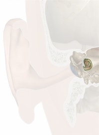Cochlea