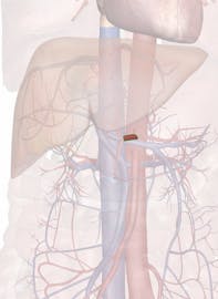 Common Hepatic Artery