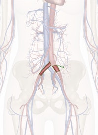Common Iliac Artery