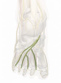Common Plantar Digital Nerves