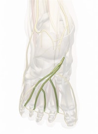 Common Plantar Digital Nerves