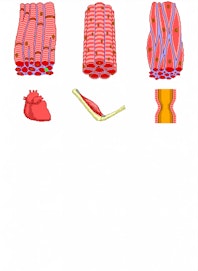 Connective Tissue Types: Composition, Structure & Functions