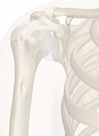 Conoid Ligament