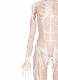 Coracobrachialis Muscle