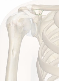 Coracoclavicular Ligament