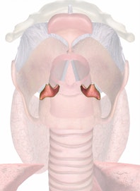 Corniculate Cartilage