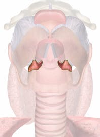 Corniculate Cartilage